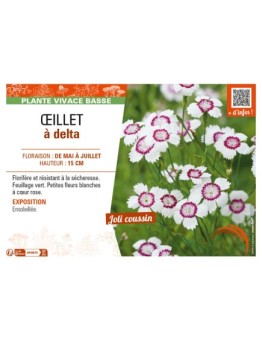 DIANTHUS deltoides blanc et rose voir ŒILLET à delta