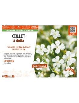 DIANTHUS deltoides blanc voir ŒILLET à delta