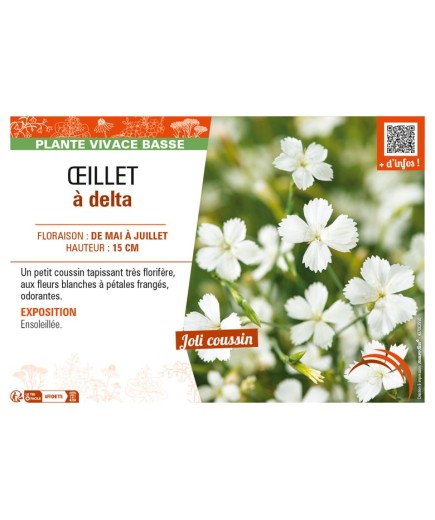 DIANTHUS deltoides blanc voir ŒILLET à delta