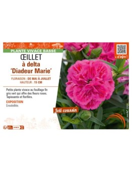 DIANTHUS deltoides Diadeur Marie voir ŒILLET à delta