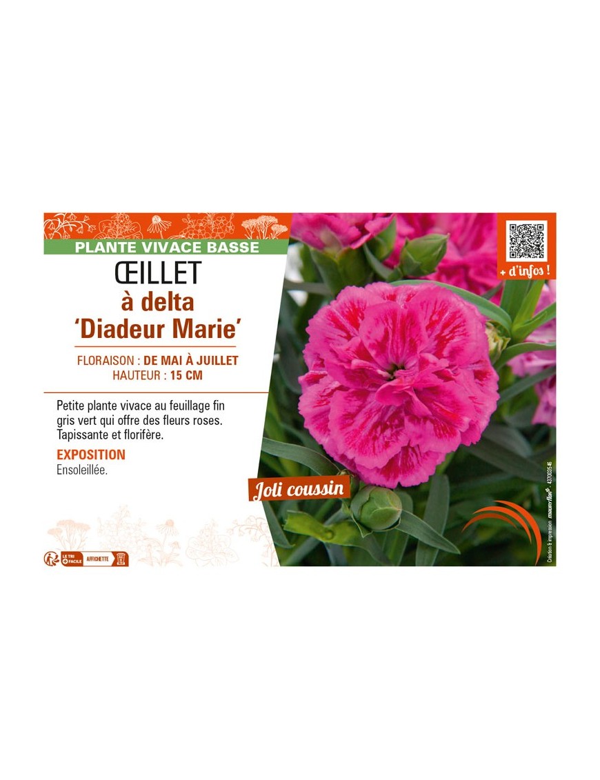 DIANTHUS deltoides Diadeur Marie voir ŒILLET à delta