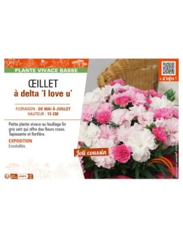 DIANTHUS deltoides I love u voir ŒILLET à delta