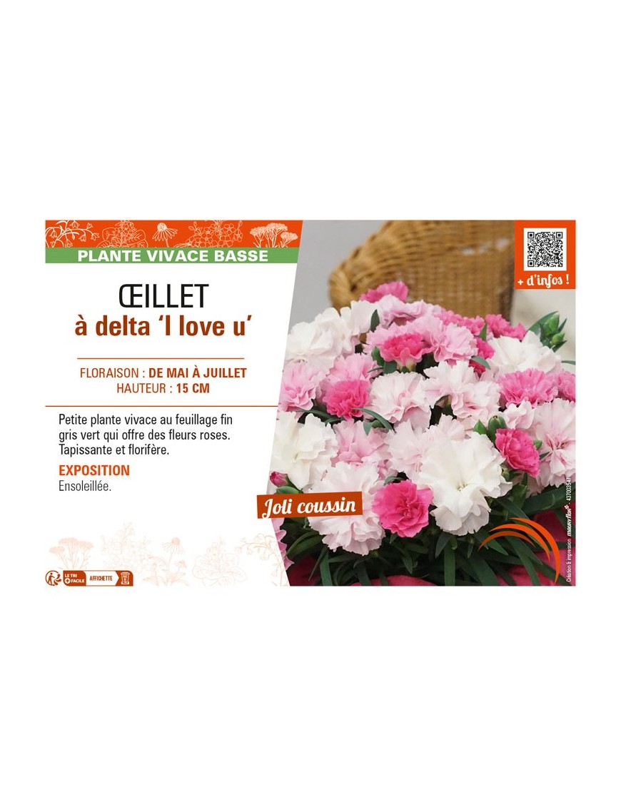 DIANTHUS deltoides I love u voir ŒILLET à delta