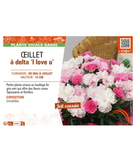 DIANTHUS deltoides I love u voir ŒILLET à delta