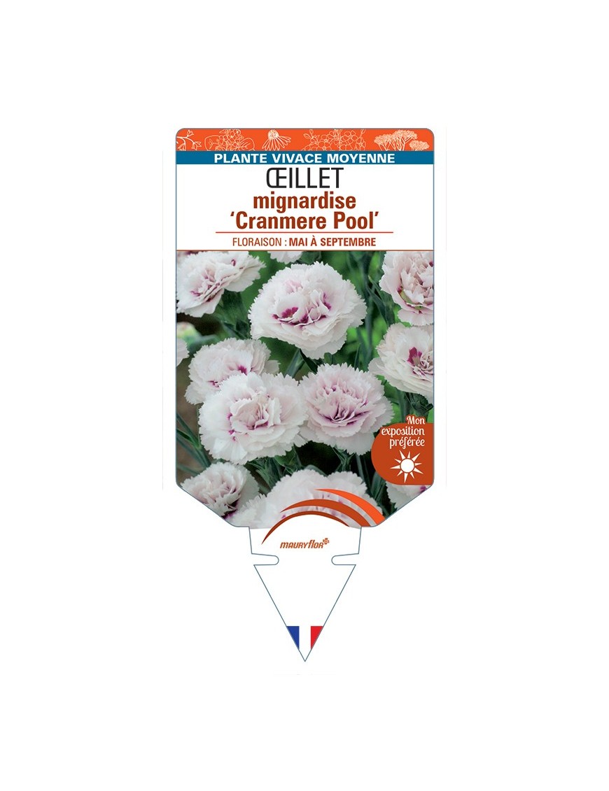 DIANTHUS plumarius Cranmere Pool voir Œillet mignardise