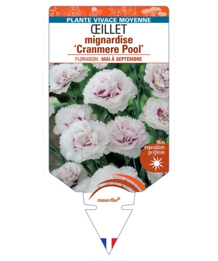 DIANTHUS plumarius Cranmere Pool voir Œillet mignardise