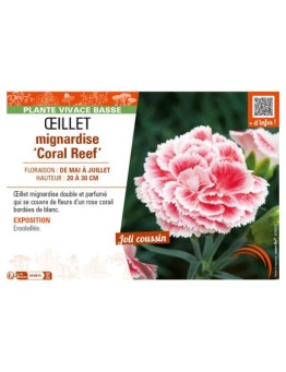 DIANTHUS plumarius Coral Reef voir ŒILLET mignardise