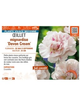 DIANTHUS plumarius Devon Cream voir ŒILLET mignardise