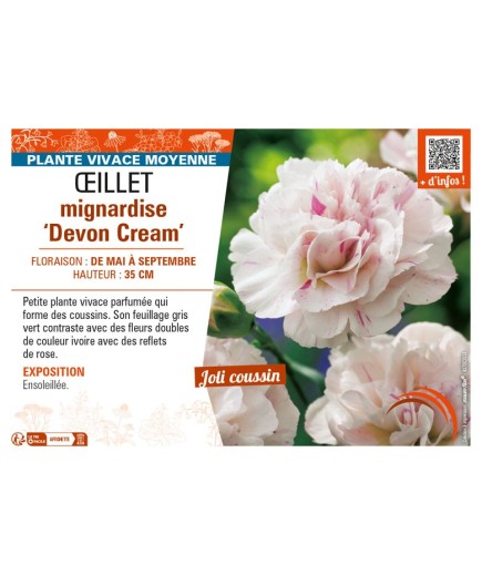 DIANTHUS plumarius Devon Cream voir ŒILLET mignardise