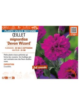 DIANTHUS plumarius Devon Wizard voir ŒILLET mignardise