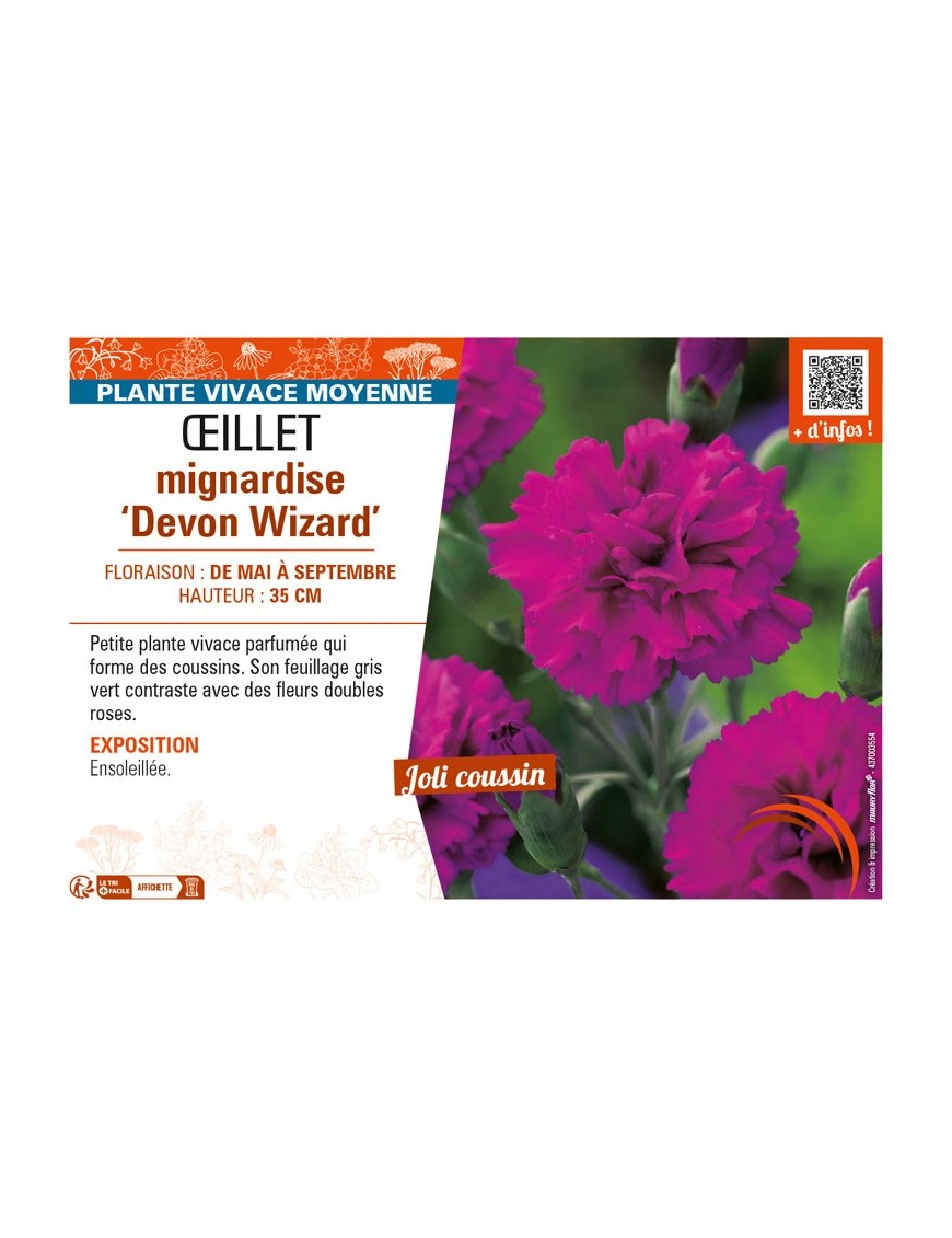DIANTHUS plumarius Devon Wizard voir ŒILLET mignardise