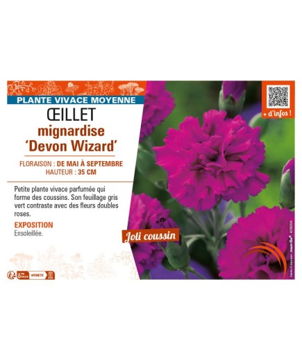 DIANTHUS plumarius Devon Wizard voir ŒILLET mignardise