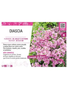 DIASCIA