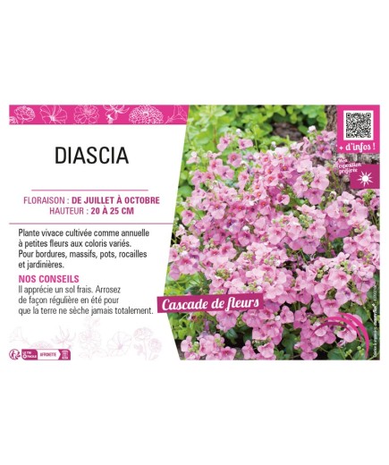DIASCIA