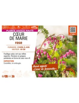 DICENTRA SPECTABILIS voir CŒUR DE MARIE ROSE