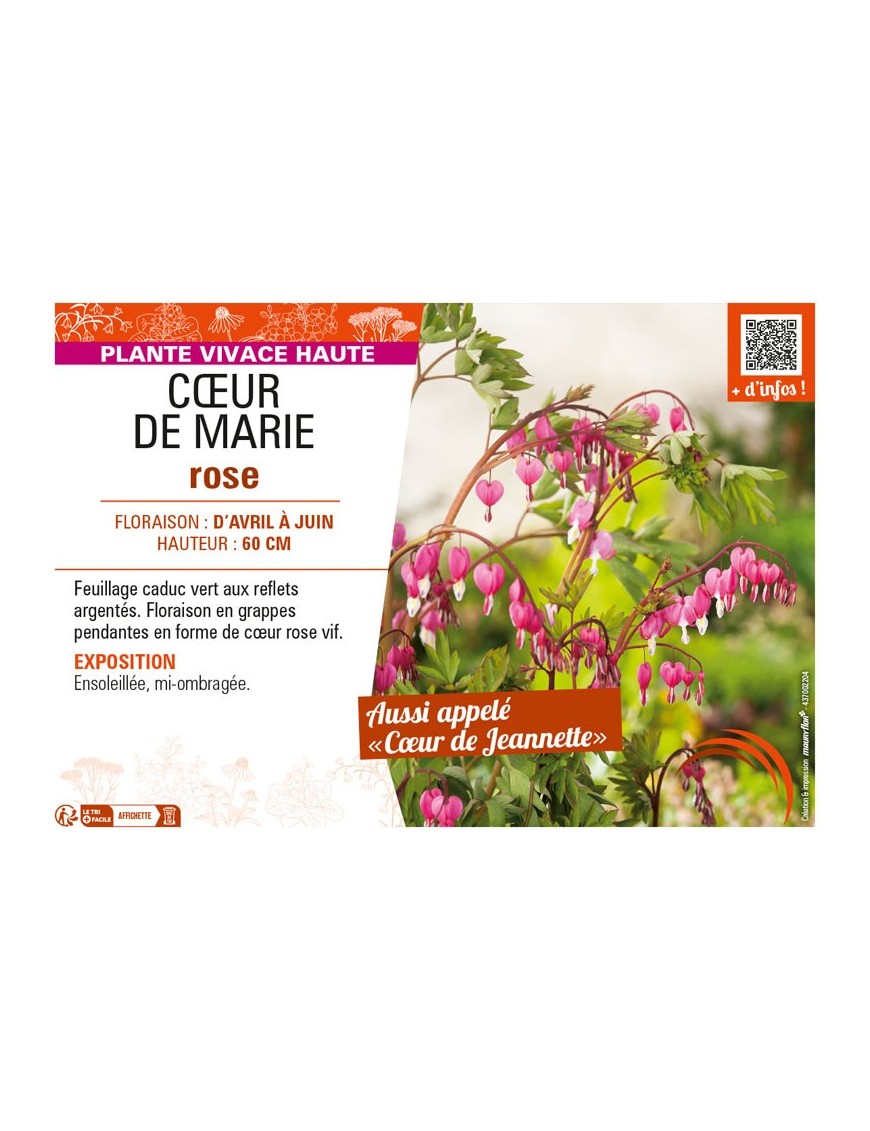 DICENTRA SPECTABILIS voir CŒUR DE MARIE ROSE