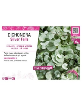 DICHONDRA SILVER FALLS