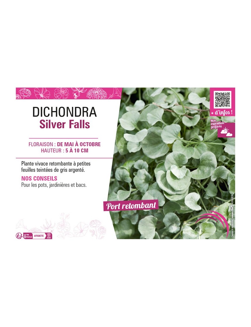DICHONDRA SILVER FALLS