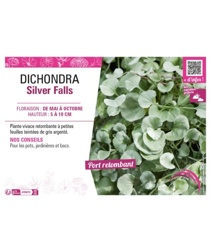 DICHONDRA SILVER FALLS