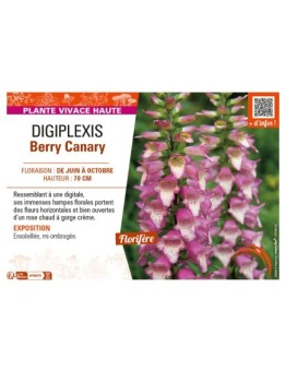 DIGIPLEXIS BERRY CANARY