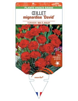 DIANTHUS plumarius David voir Œillet mignardise