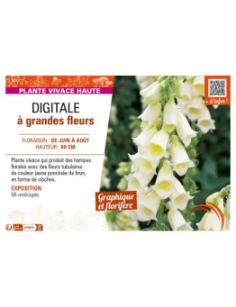 DIGITALIS grandiflora voir DIGITALE à grandes fleurs