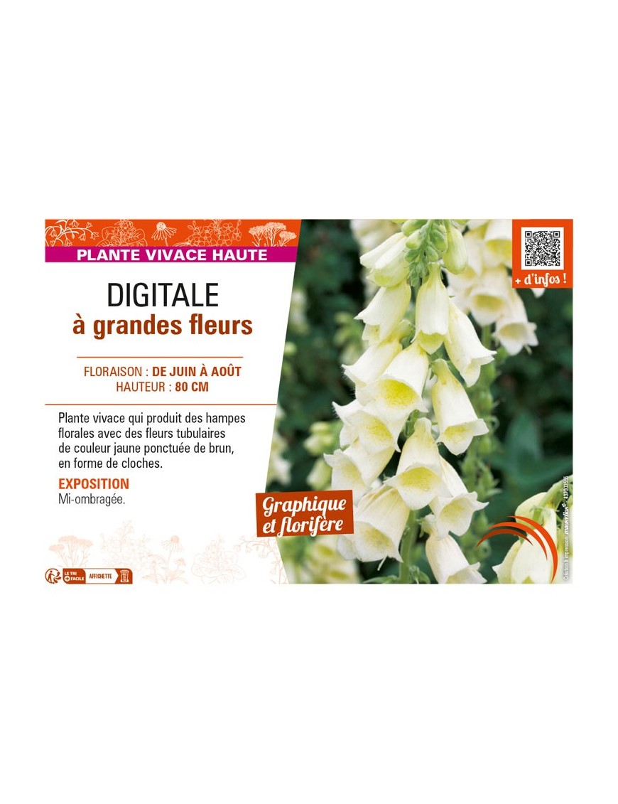DIGITALIS grandiflora voir DIGITALE à grandes fleurs