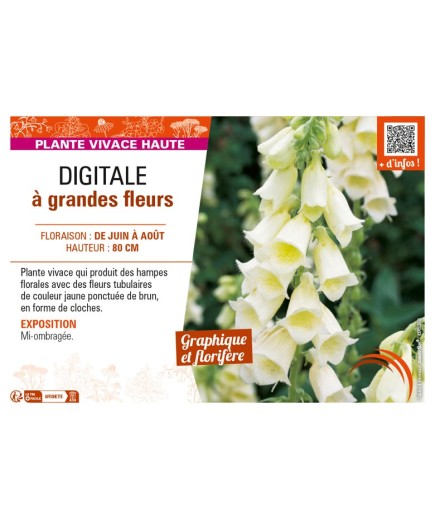 DIGITALIS grandiflora voir DIGITALE à grandes fleurs