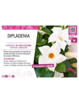 DIPLADENIA (blanc)