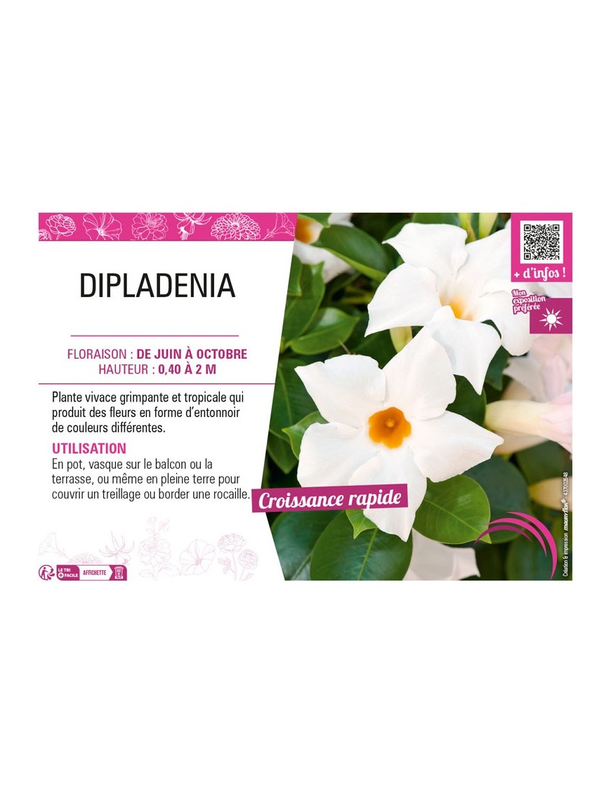 DIPLADENIA (blanc)