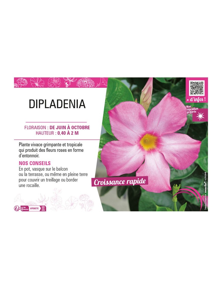DIPLADENIA (rose)