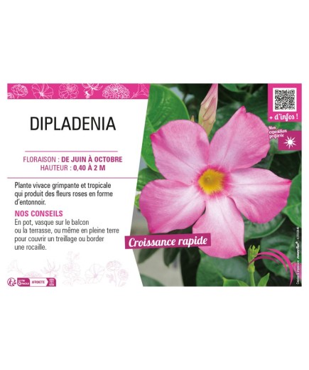DIPLADENIA (rose)