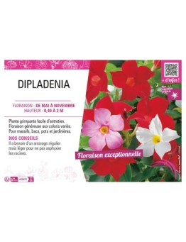 DIPLADENIA (varié)