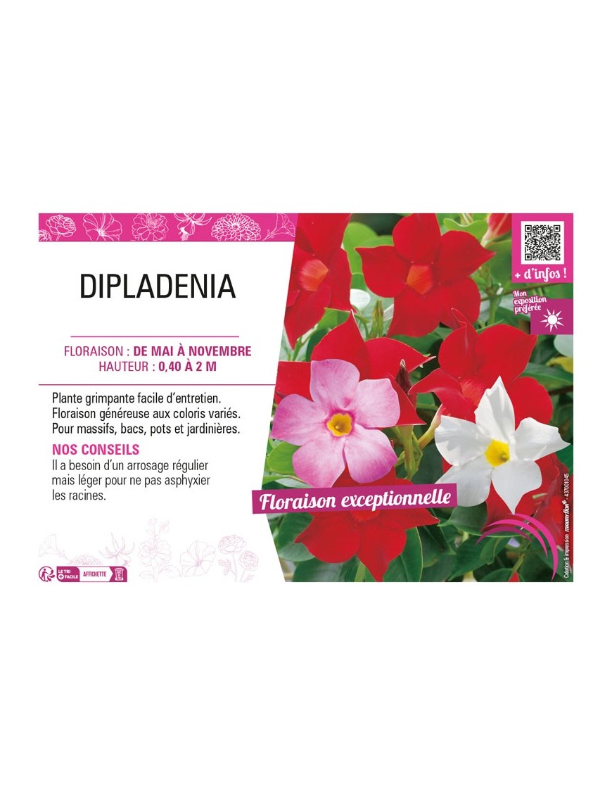DIPLADENIA (varié)