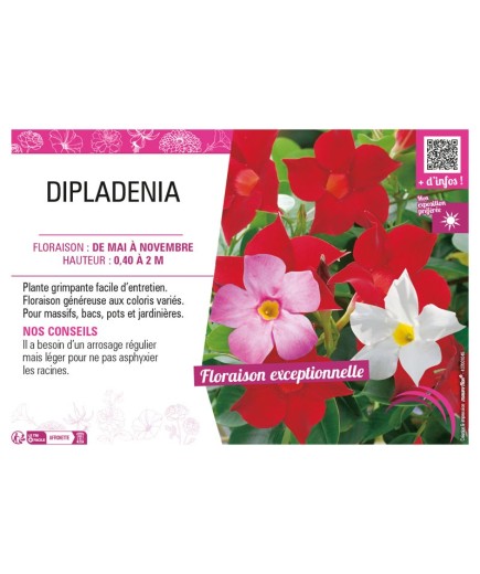 DIPLADENIA (varié)