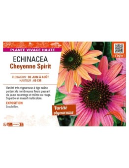 ECHINACEA CHEYENNE SPIRIT