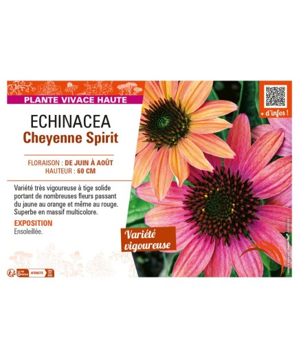 ECHINACEA CHEYENNE SPIRIT
