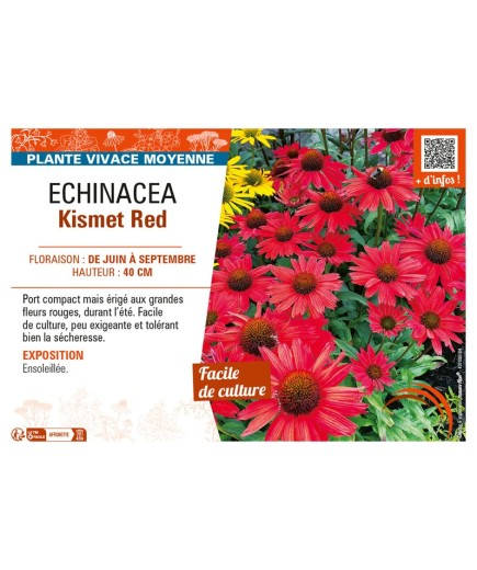 ECHINACEA KISMET RED