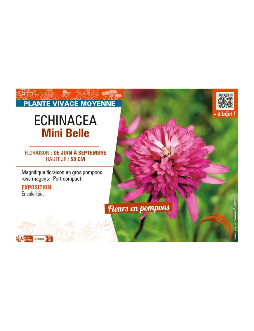 ECHINACEA MINI BELLE