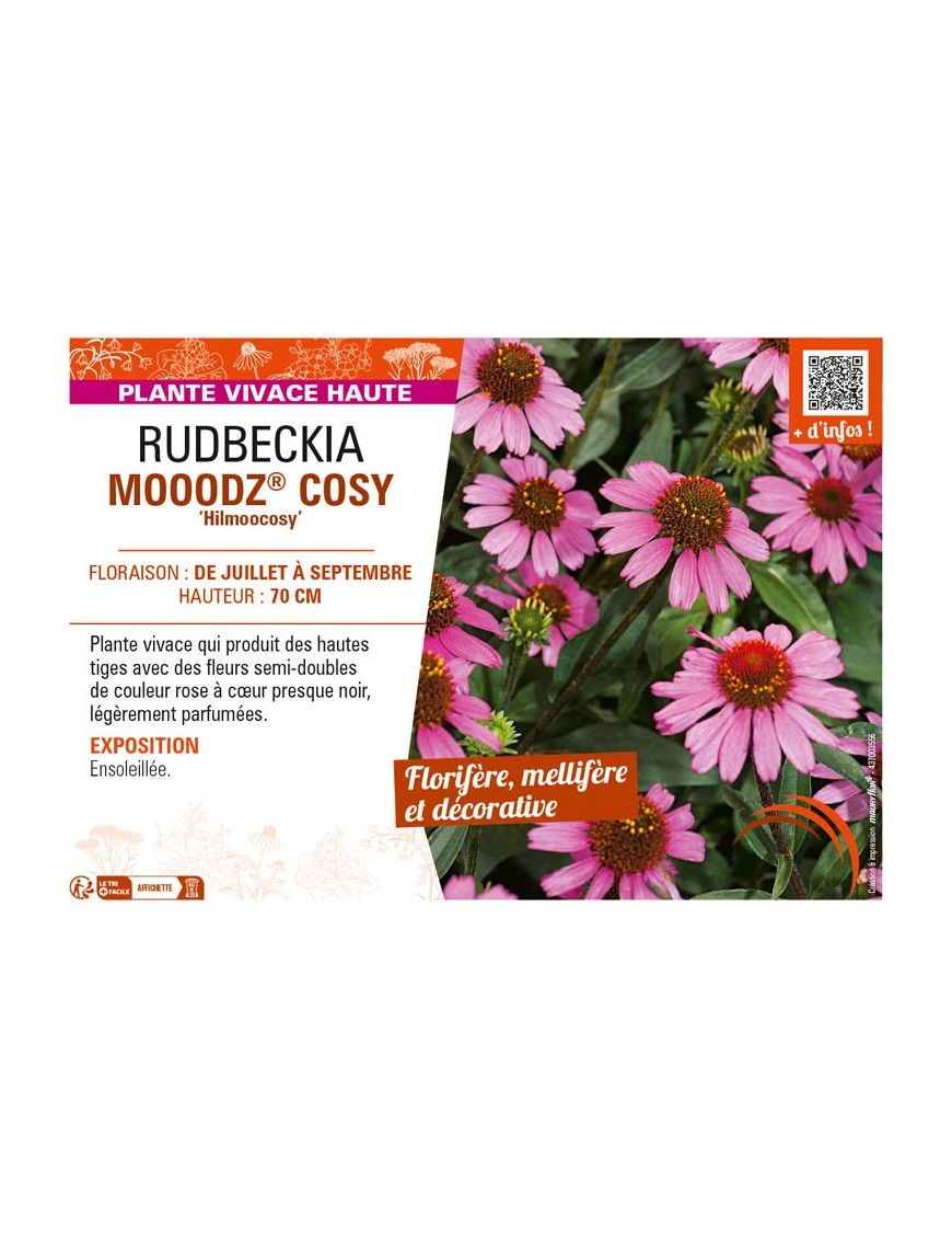 ECHINACEA MOOODZ® COSY Hilmoocosy voir RUDBECKIA