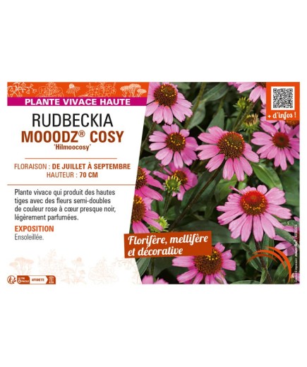 ECHINACEA MOOODZ® COSY Hilmoocosy voir RUDBECKIA