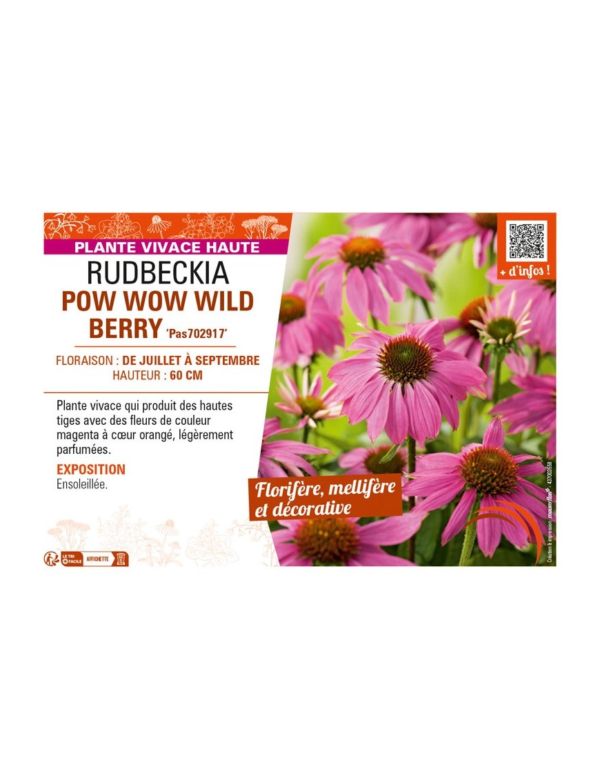 ECHINACEA purpurea POWWOW WILD BERRY voir RUDBECKIA