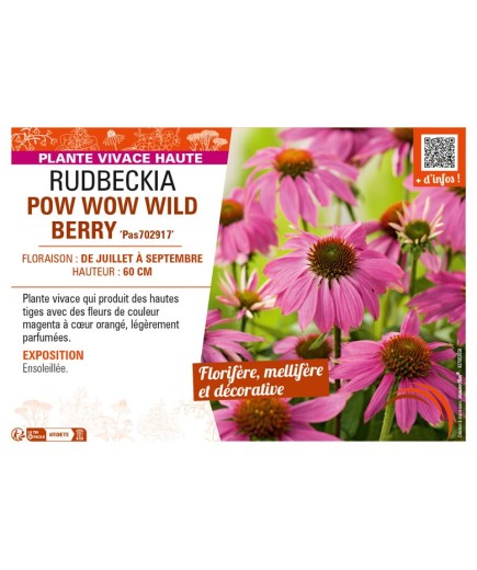 ECHINACEA purpurea POWWOW WILD BERRY voir RUDBECKIA