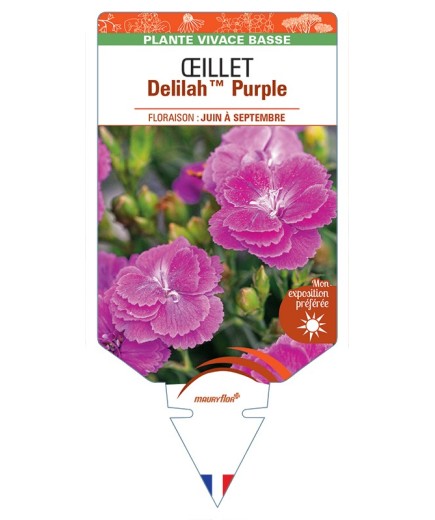 DIANTHUS plumarius Delilah Purple voir Œillet