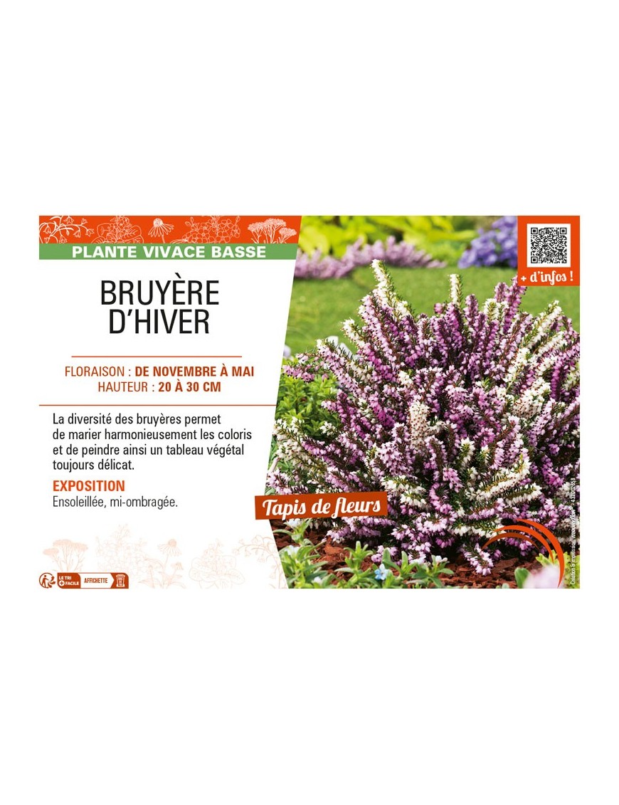 ERICA DARLEYENSIS voir (varié) BRUYÈRE D'HIVER