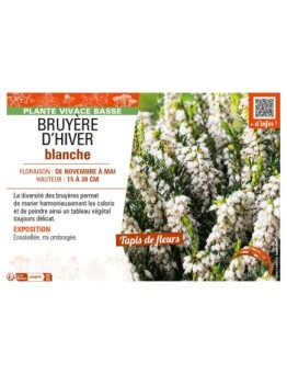 ERICA DARLEYENSIS voir BRUYÈRE D'HIVER BLANCHE