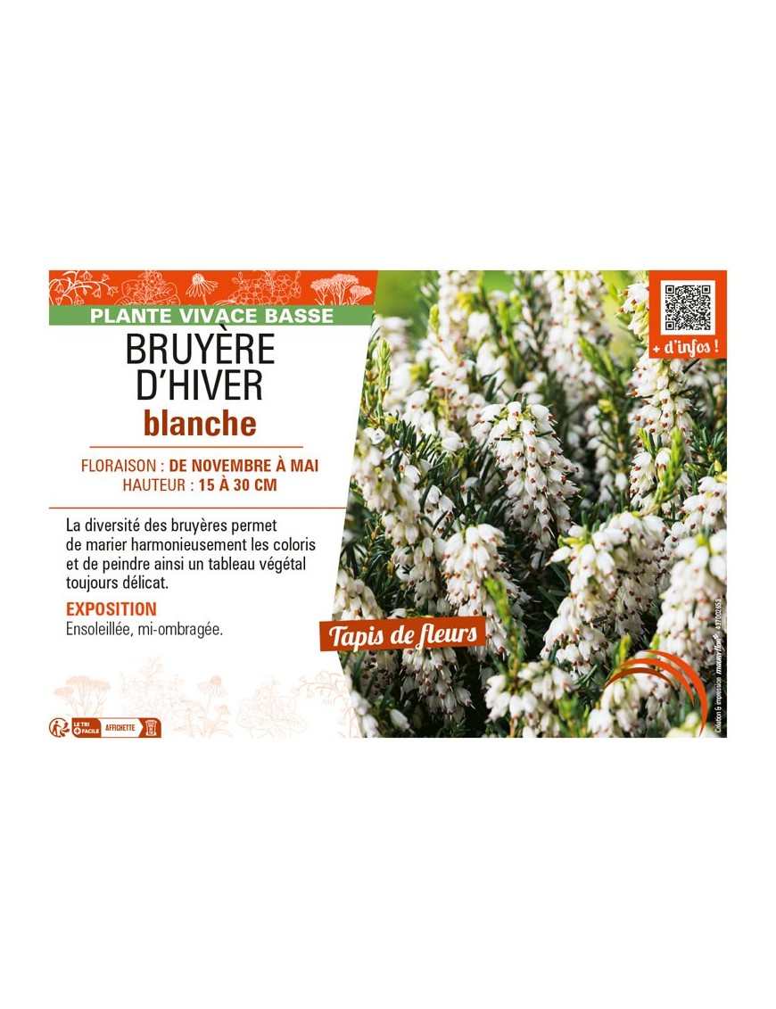 ERICA DARLEYENSIS voir BRUYÈRE D'HIVER BLANCHE