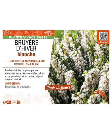 ERICA DARLEYENSIS voir BRUYÈRE D'HIVER BLANCHE