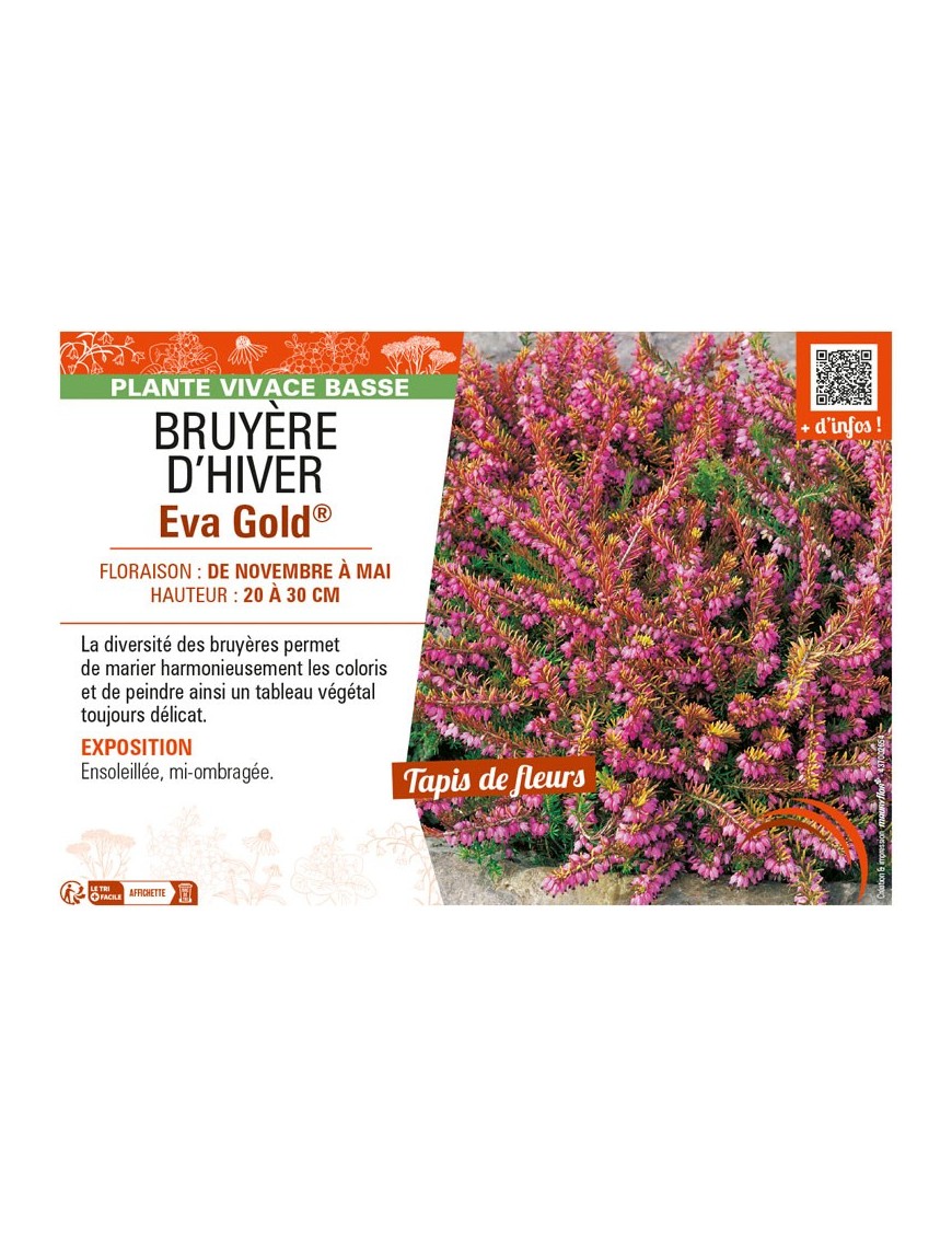 ERICA DARLEYENSIS voir BRUYÈRE D'HIVER EVA GOLD®