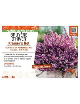 ERICA DARLEYENSIS voir BRUYÈRE D'HIVER KRAMER'S ROT